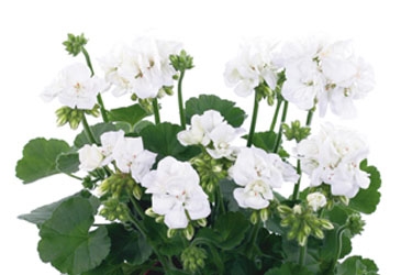 Summer Idols Variety Thumbnail White.jpg
